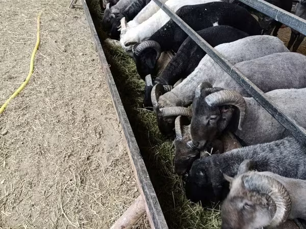 Ram, Sheep