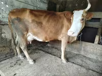गाय, मवेशी — फ़ोटो 8