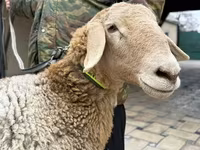 भेड़, Arashan sheep — फ़ोटो 4