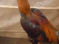 Chickens — الصورة 4