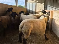 ვერძი, White Suffolk sheep — ფოტო 3