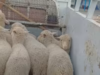 ცხვარი, Merino sheep — ფოტო 2