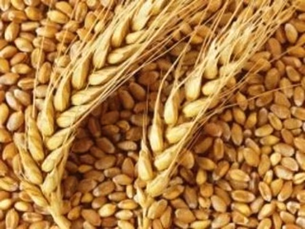 Vind griu-orz in saci cu 4,0 lei/kg-orhei