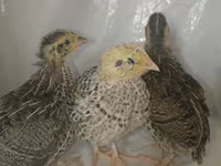 Quails — ფოტო 2