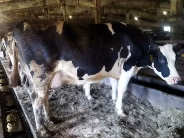 Kuh, Russian Black pied cattle