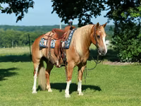 ცხენი, Gypsy horse — ფოტო 2