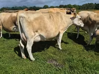 गाय, जर्सी नस्ल — फ़ोटो 1