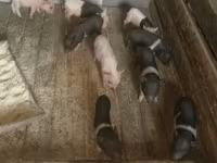 मादा सूअर, Вьетнамская вислобрюхая — फ़ोटो 3