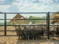 मेढ़ा, Kuibyshev sheep — फ़ोटो 1