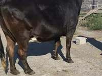 Cow, Holstein breed — photo 1