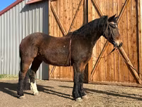 Caballo, Mustang — foto 1