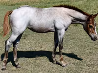فرس, Quarter Horse — الصورة 7