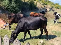 Kuh, Rinder — Foto 2