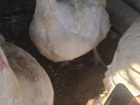 Turkeys — Foto 5