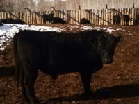 Kuh, Aberdeen-Angus — Foto 8