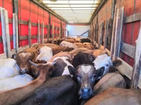 بقرة, Simmental cattle — الصورة 4