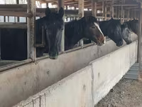ცხენი, Horse breed — ფოტო 6