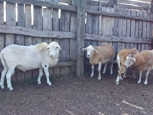 كبش, Katum sheep