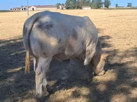Toro, Raza de vaca — foto 6