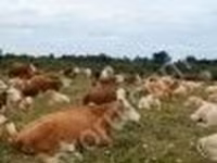 ხარი, Simmental cattle — ფოტო 2