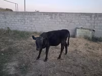 ხარი, ალათაუსური ჯიში — ფოტო 7