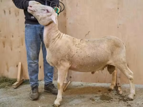 Ram, Lacaune sheep