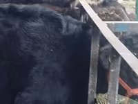 Bulle, Aberdeen-Angus — Foto 6