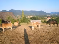 गाय, जर्सी नस्ल — फ़ोटो 1