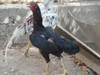 Chickens — ფოტო 1