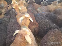 Ram, Sheep — photo 3