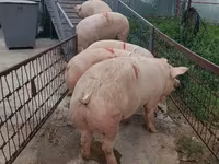 Eber, Schweine — Foto 5