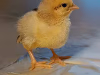 Adler Silver — Foto 1
