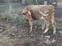 ძროხა, Latvian Blue cattle — ფოტო 3