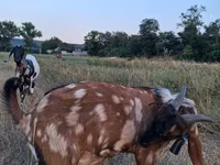 თხა, Nubian Goat — ფოტო 2