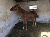 Horse (M), Thoroughbred horse — photo 3