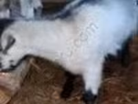 Goat, Goats — photo 3