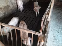 ნეზვი, Дюрок — ფოტო 1