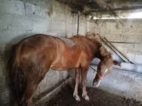Yegua, Swedish warmblood horse — foto 1