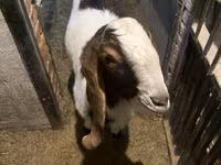 Billy Goat, Kamori goats — photo 2