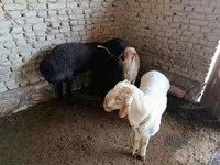 मेढ़ा, भेड़ — फ़ोटो 2