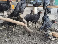 Chickens — ფოტო 2