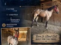 فرس, Rocky Mountain Horse — الصورة 1