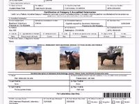Caballo, Mustang — foto 4