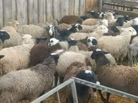 मेढ़ा, Hissar sheep — फ़ोटो 2