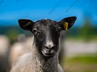 मेढ़ा, Katum sheep — फ़ोटो 7