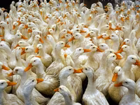 American Pekin — Foto 2