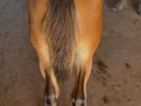حصان, Rocky Mountain Horse — الصورة 3