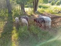 Goat, Kejobong goat — photo 2