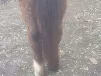 公马, Horses — 照片 2
