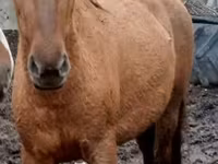 فرس, Trakehner — الصورة 4